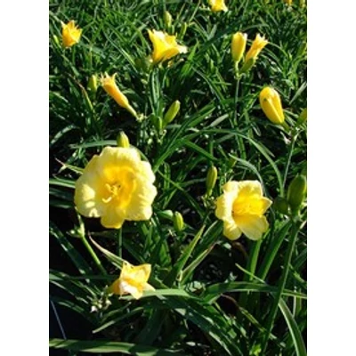 Hemerocallis 'Mini Stella' - Sásliliom (sárga, alacsony)