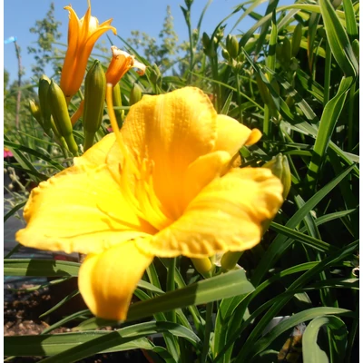 Hemerocallis 'Stella de Oro' - Sásliliom (sárga) - (9-es cserépben)