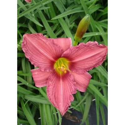 Hemerocallis 'Wendy' - Mályvaszínű sásliliom