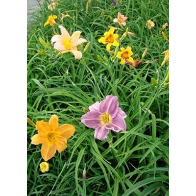 Hemerocallis fajták - Sásliliom fajták (színkeverék)