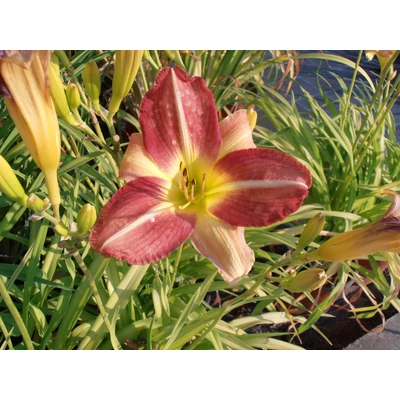 Hemerocallis 'Cherry Point' - Piros sásliliom