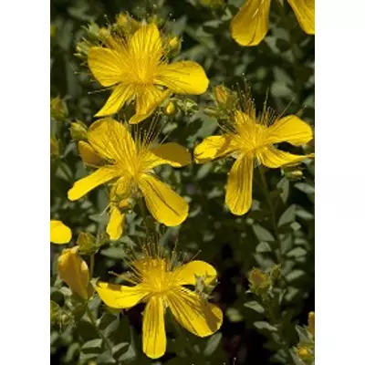 Hypericum polyphyllum 'Grandiflorum' - Aprólevelű orbáncfű