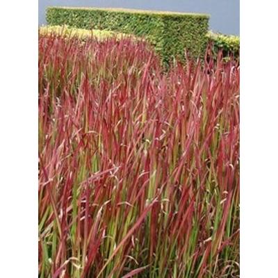 Imperata cylindrica 'Red Baron' - Alangfű