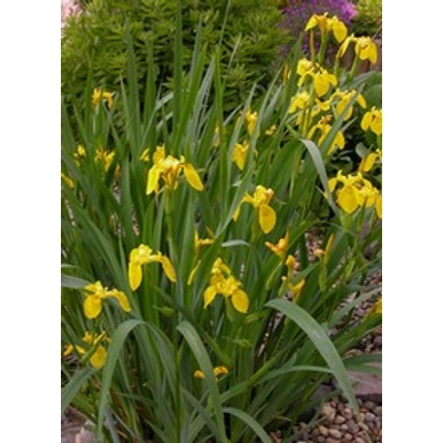Iris pseudacorus - Mocsári nőszirom (sárga)