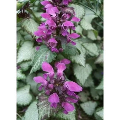 Lamium maculatum 'Red Nancy' - Sötét rózsaszín foltos árvacslán 