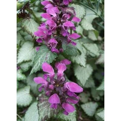 Lamium maculatum 'Red Nancy' - Sötét rózsaszín foltos árvacslán 