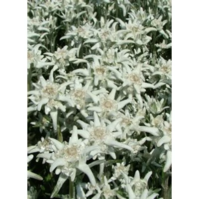 Leontopodium alpinum 'Matterhorn' - Havasi gyopár