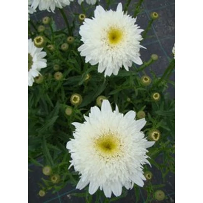 Leucanthemum x superbum 'Stina' (Chrys. max.) - Kerti margaréta