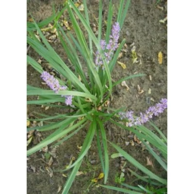 Liriope muscari - Gyöngyikés gyepliliom
