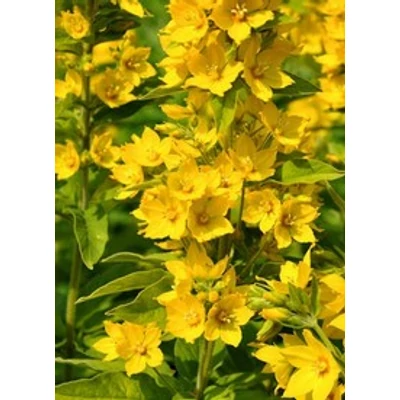 Lysimachia punctata 'Hometown Hero' - Pettyegetett lizinka