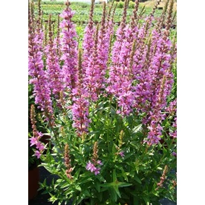 Lythrum salicaria 'Robin' - Réti füzény