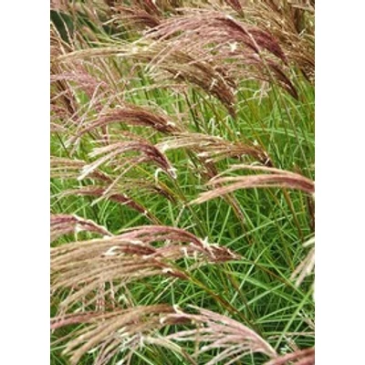 Miscanthus sinensis 'Red Chief' - Molnárpántlika