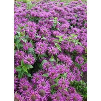 Monarda dydima 'Blaustrumpf' - Méhbalzsam