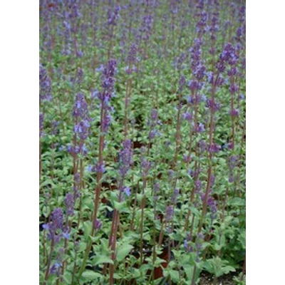 Nepeta racemosa 'Grog' - Kaukázusi macskamenta
