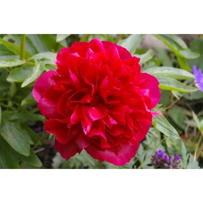 Paeonia officinalis 'Rubra Plena' -  Piros, telt, illatos bazsarózsa