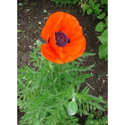 Papaver orientale 'Allegro' - Díszpipacs (piros)