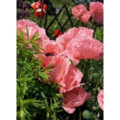 Papaver orientale 'Victoria Luise' - Díszpipacs (rózsaszín)