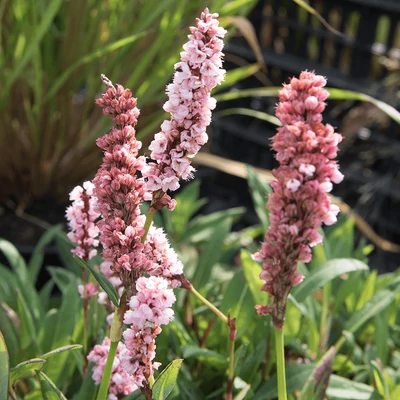 Persicaria affinis 'Darjeeling Red' - Örökzöld keserűfű (piros)