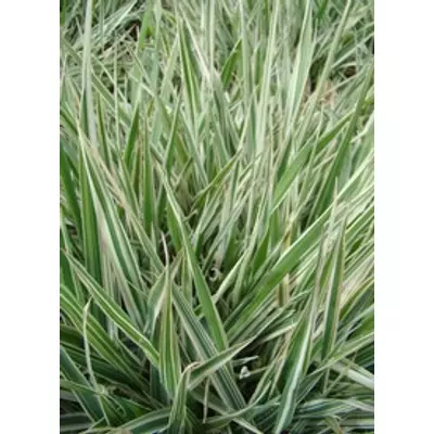 Phalaris arundinacea 'Feesey' - Csíkos pántlikafû