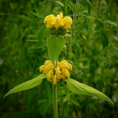 Phlomis russeliana - Kis-ázsiai macskahere