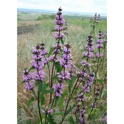 Phlomis tuberosa - Gumós macskahere