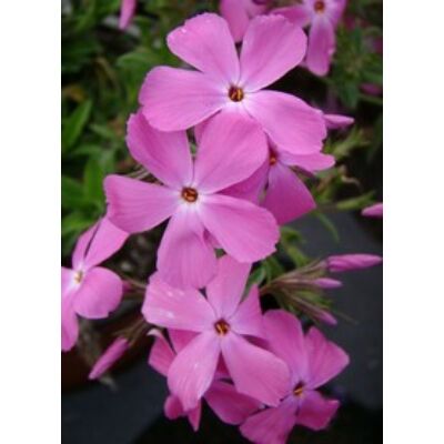 Phlox hybrida 'Paparazzi Britney' - Lángvirág (rózsaszín)