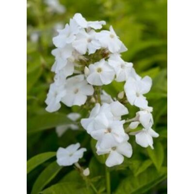 Phlox paniculata 'Adessa White' - Bugás lángvirág, flox (fehér)