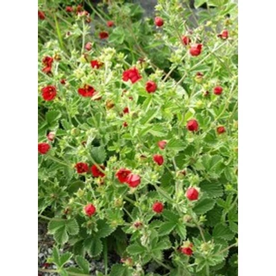 Potentilla atrosanguinea - Bíbor pimpó