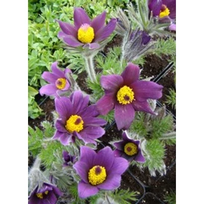 Pulsatilla vulgaris 'Pinwheel Blue Violet Shades' - Liláskék nyugati kökörcsin 