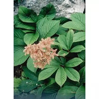 Rodgersia pinnata - Tenyeres tópartifű