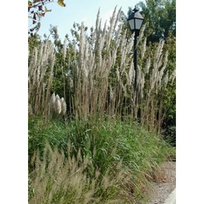 Saccharum ravennae - Ravennai tollfű, ravennai szakálka