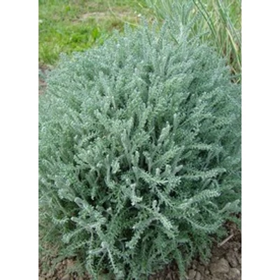 Santolina chamaecyparissus - Hamvas cipruska