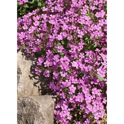 Saponaria ocymoides 'Rose' - Gyepes szappanfű