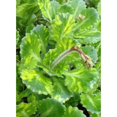 Saxifraga urbium 'Aureopunctata' - Porcelán kőtörőfű