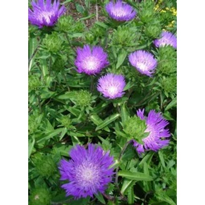Stokesia laevis 'Purple Parasols' - Olajbóbita