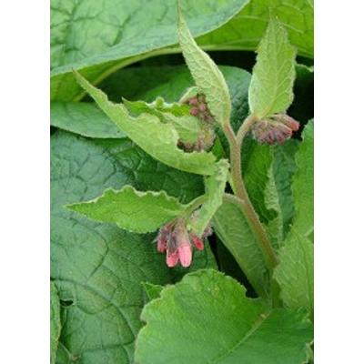 Symphytum grandiflorum 'Sky Blue Pink' - Nagyvirágú nadálytő (piros bimbó, világoskék virág)