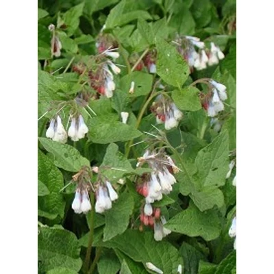 Symphytum grandiflorum 'Wisley Blue' - Nagyvirágú nadálytő (vízkék)
