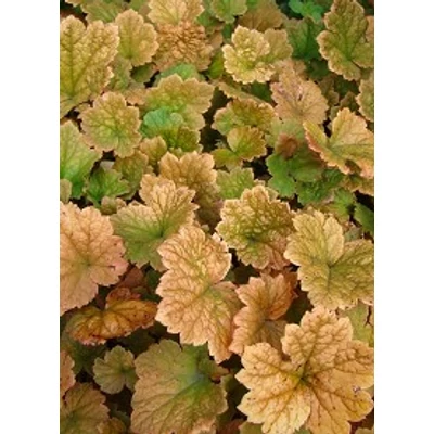 Tellima grandiflora 'Rubra' - Csészerojt 