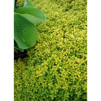 Thymus citriodorus (X) 'Archer's Gold' - Citromillatú kakukkfű 