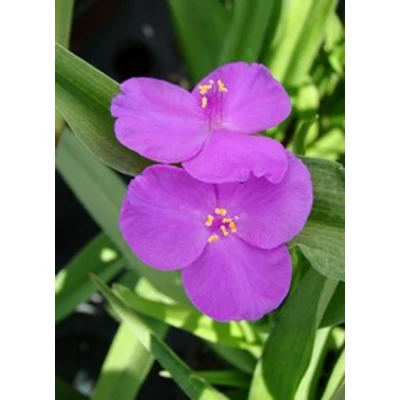 Tradescantia x andersoniana 'Rubra' - Lilásrózsaszín kerti pletyka