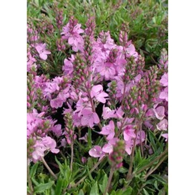 Veronica prostrata 'Mrs Holt' - Lecsepült veronika (rózsaszín)