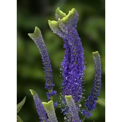 Veronica spicata 'Christa' - Veronika (sötét kék)