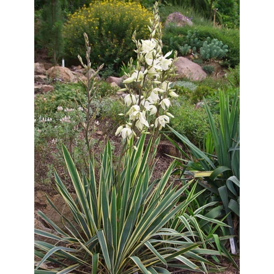 Yucca filamentosa 'Bright Edge' - Fehér tarka levelű kerti pálmaliliom