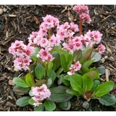 Bergenia 'Pink Dragonfly' - Sötét rózsaszín bőrlevél