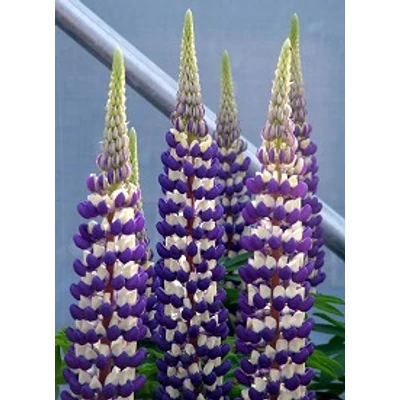 Lupinus 'West Country Jupiter' - Csillagfürt