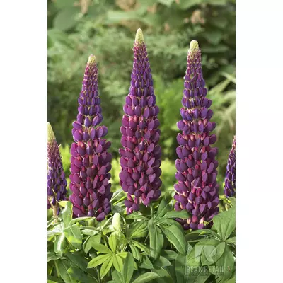 Lupinus 'West Country Masterpiece' - Csillagfürt