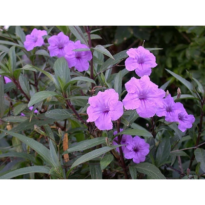 Ruellia britonniana - Mexikói petúnia