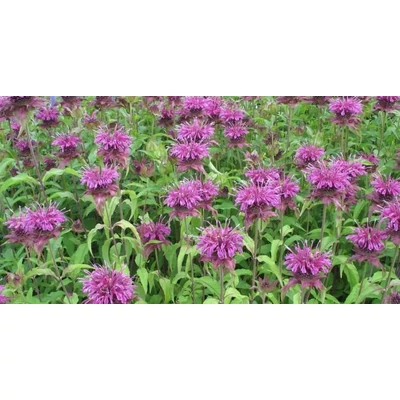 Monarda 'Scorpion' - Sötét lila méhbalzsam