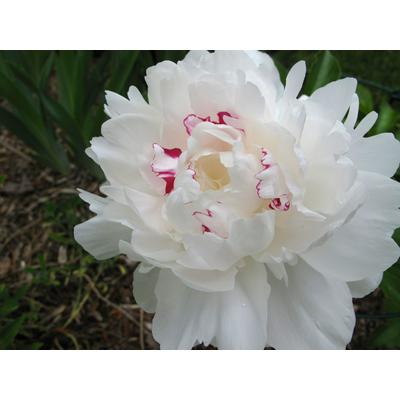 Paeonia lactiflora 'Festiva Maxima' - Illatos bazsarózsa