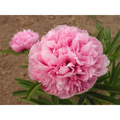 Paeonia officinalis 'Rosea Plena' - Kerti bazsarózsa